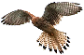 POŠTOLKA OBECNÁ je sokolovitý dravec velikosti štíhlého holuba; v letu jsou charakteristická úzká špičatá křídla a dlouhý ocas. Za letu rychle mává křídly, často plachtí nebo krouží; při pátrání po kořisti se obvykle třepetá na místě. Žije v otevřené krajině a ve městech. Tažný, přelétavý i stálý pták. Hnízdo je většinou umístěno na stromech, na skalách nebo na budovách. Loví především drobné hlodavce a větší hmyz.